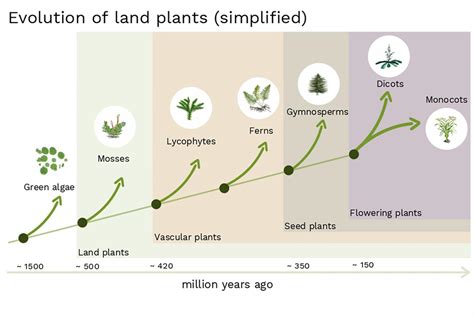 evolution land|origin of land plants.